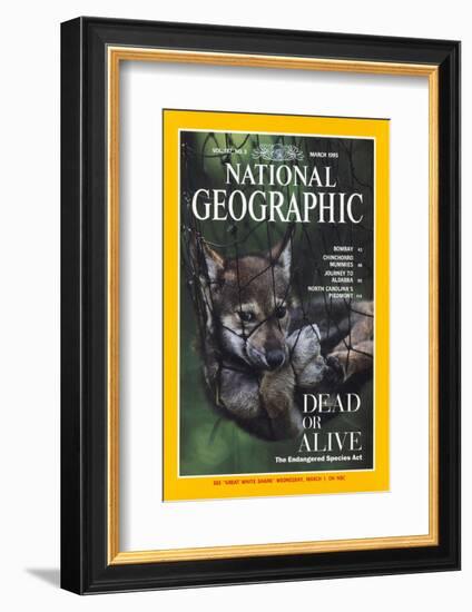 Cover of the March, 1995 National Geographic Magazine-Joel Sartore-Framed Photographic Print