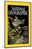 Cover of the October, 2000 National Geographic Magazine-Tim Laman-Mounted Photographic Print