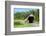 Covered bridge, Killington, Vermont, USA-Lisa S. Engelbrecht-Framed Photographic Print