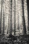 Trees in Dark and Spooky Forest. Wilderness with No People-Coverzoo-Premier Image Canvas