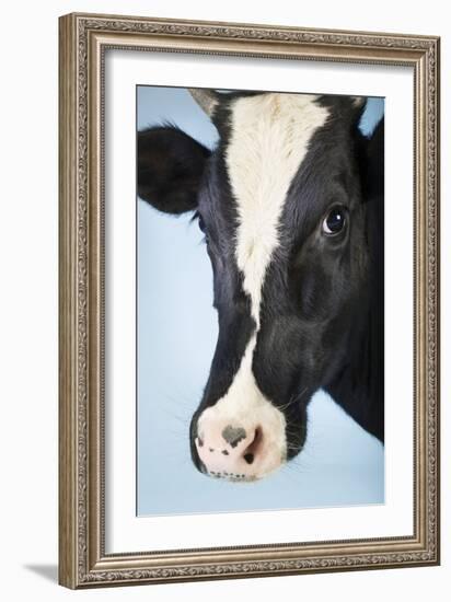 Cow Against Blue Background, Close-Up of Head-null-Framed Photo