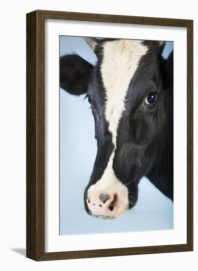 Cow Against Blue Background, Close-Up of Head-null-Framed Photo