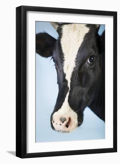 Cow Against Blue Background, Close-Up of Head-null-Framed Photo
