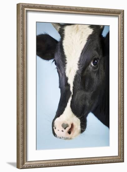 Cow Against Blue Background, Close-Up of Head--Framed Photo