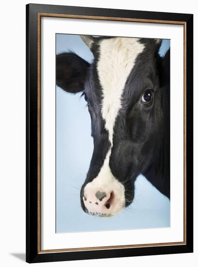 Cow Against Blue Background, Close-Up of Head-null-Framed Photo