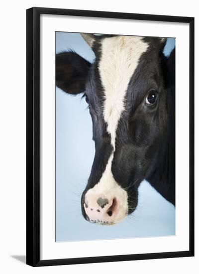 Cow Against Blue Background, Close-Up of Head-null-Framed Photo