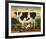 Cow and Cat-Diane Ulmer Pedersen-Framed Art Print