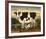 Cow and Cat-Diane Ulmer Pedersen-Framed Art Print