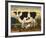 Cow and Cat-Diane Ulmer Pedersen-Framed Art Print