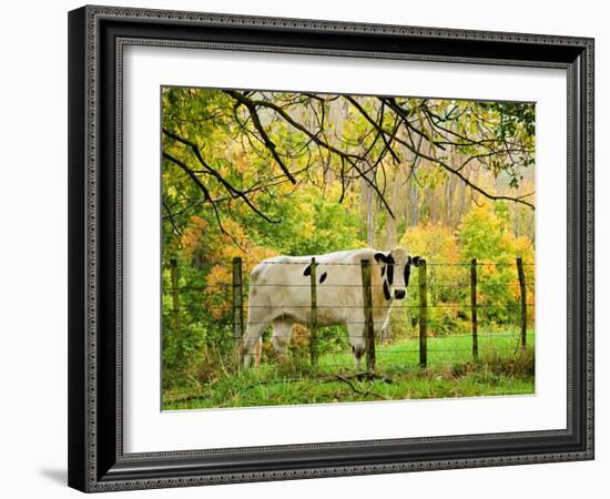 Cow and Farmland, Taoroa Junction, Rangitikei, North Island, New Zealand-David Wall-Framed Photographic Print