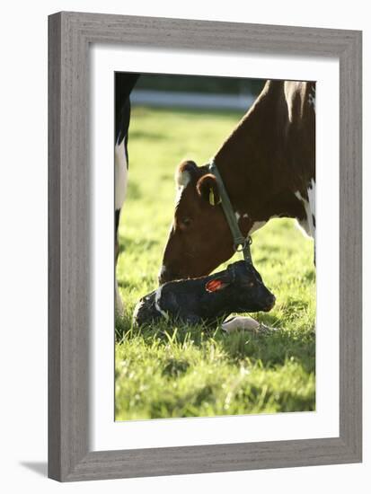 Cow And Newborn Calf-Bjorn Svensson-Framed Photographic Print