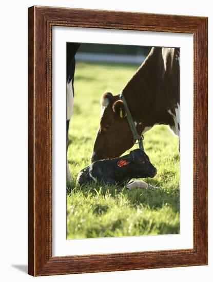 Cow And Newborn Calf-Bjorn Svensson-Framed Photographic Print