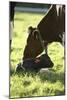 Cow And Newborn Calf-Bjorn Svensson-Mounted Photographic Print