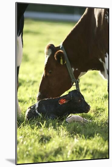 Cow And Newborn Calf-Bjorn Svensson-Mounted Photographic Print