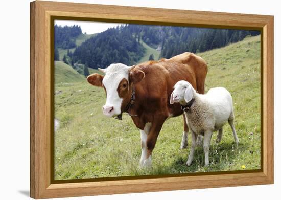 Cow and Sheep-Trbilder-Framed Premier Image Canvas