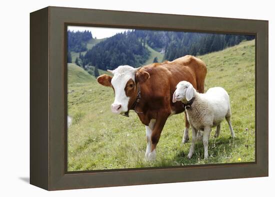 Cow and Sheep-Trbilder-Framed Premier Image Canvas