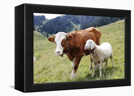 Cow and Sheep-Trbilder-Framed Premier Image Canvas