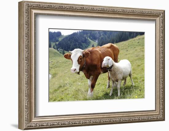 Cow and Sheep-Trbilder-Framed Photographic Print