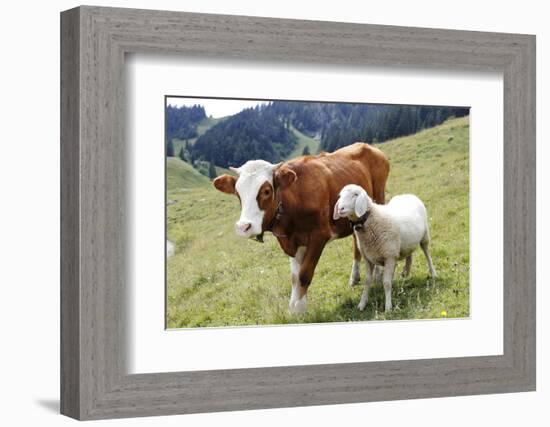 Cow and Sheep-Trbilder-Framed Photographic Print