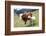 Cow and Sheep-Trbilder-Framed Photographic Print