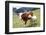 Cow and Sheep-Trbilder-Framed Photographic Print