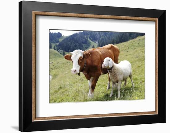 Cow and Sheep-Trbilder-Framed Photographic Print