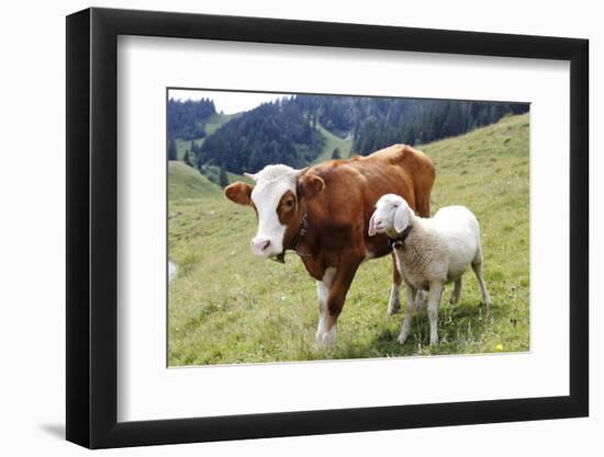 Cow and Sheep-Trbilder-Framed Photographic Print