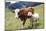 Cow and Sheep-Trbilder-Mounted Photographic Print