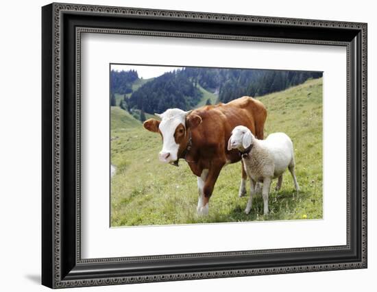 Cow and Sheep-Trbilder-Framed Photographic Print