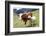 Cow and Sheep-Trbilder-Framed Photographic Print