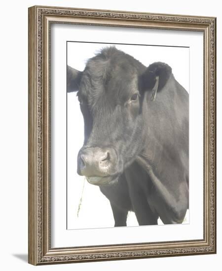 Cow as Farmer 1-null-Framed Photographic Print