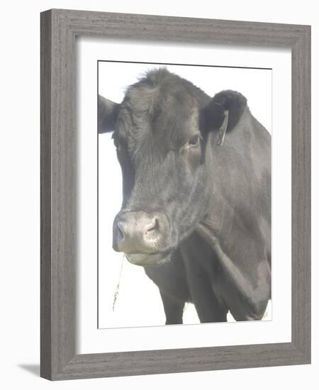 Cow as Farmer 1-null-Framed Photographic Print