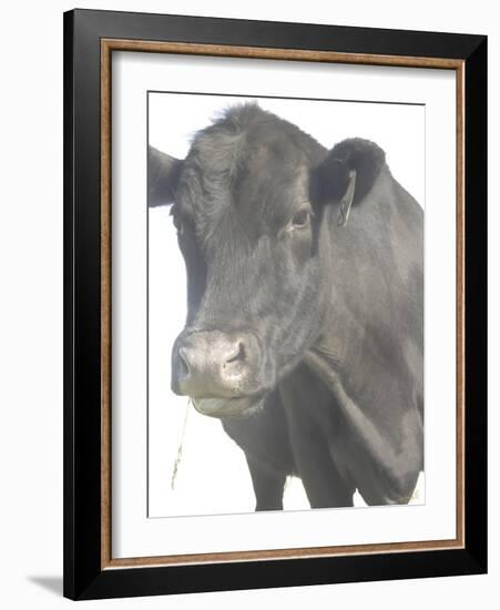 Cow as Farmer 1-null-Framed Photographic Print