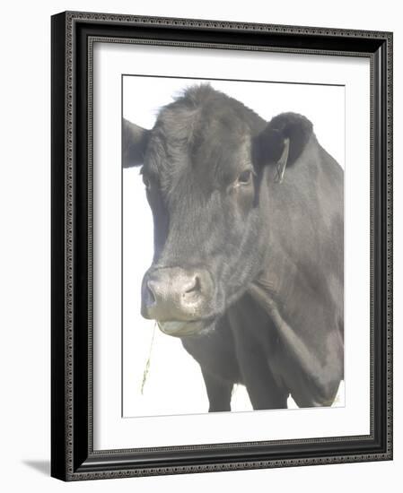 Cow as Farmer 1-null-Framed Photographic Print