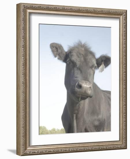 Cow as Farmer 2-null-Framed Photographic Print