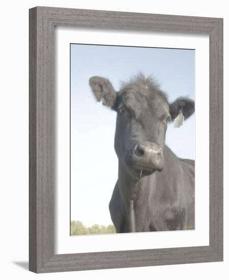 Cow as Farmer 2-null-Framed Photographic Print