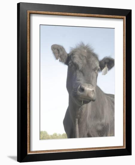 Cow as Farmer 2-null-Framed Photographic Print