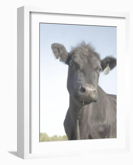 Cow as Farmer 2-null-Framed Photographic Print