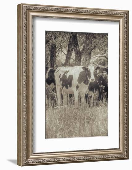 Cow at Peace-null-Framed Photographic Print