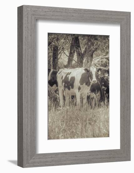 Cow at Peace-null-Framed Photographic Print