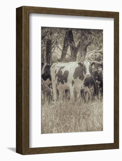 Cow at Peace-null-Framed Photographic Print