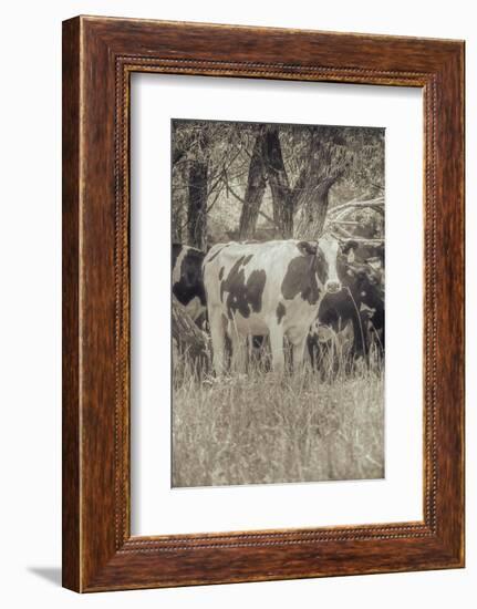 Cow at Peace-null-Framed Photographic Print