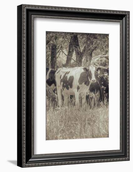 Cow at Peace-null-Framed Photographic Print