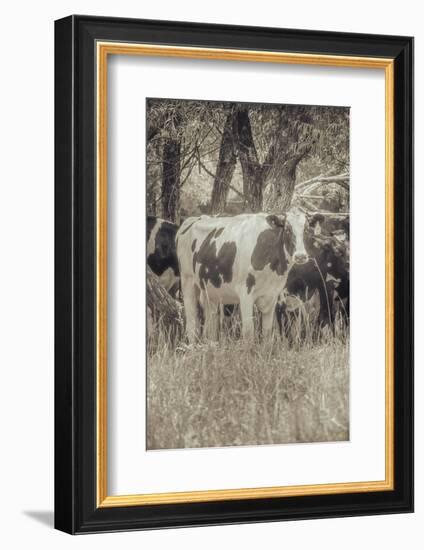 Cow at Peace-null-Framed Photographic Print