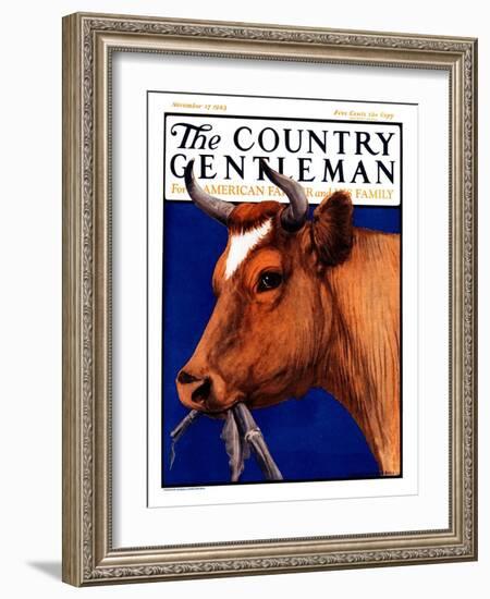 "Cow Chewing Corn Stalk," Country Gentleman Cover, November 17, 1923-Charles Bull-Framed Giclee Print