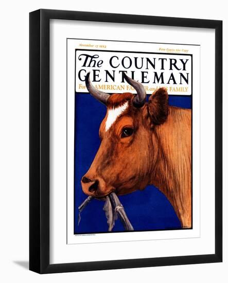 "Cow Chewing Corn Stalk," Country Gentleman Cover, November 17, 1923-Charles Bull-Framed Giclee Print