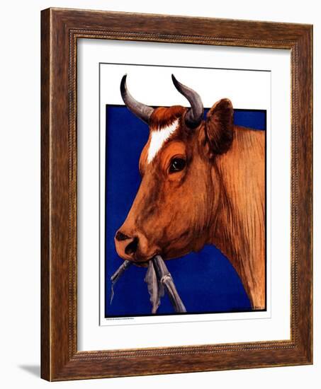 "Cow Chewing Corn Stalk,"November 17, 1923-Charles Bull-Framed Giclee Print