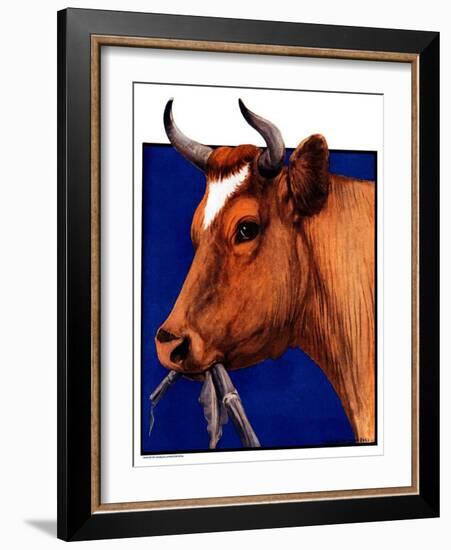 "Cow Chewing Corn Stalk,"November 17, 1923-Charles Bull-Framed Giclee Print