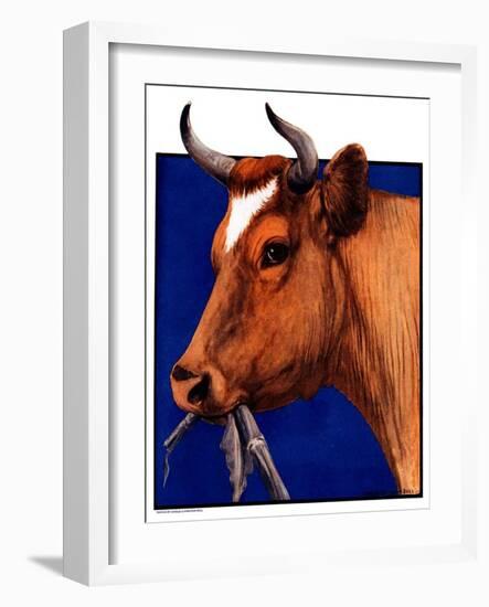 "Cow Chewing Corn Stalk,"November 17, 1923-Charles Bull-Framed Giclee Print