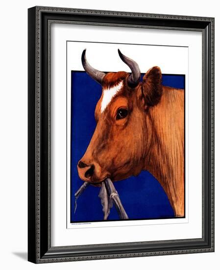 "Cow Chewing Corn Stalk,"November 17, 1923-Charles Bull-Framed Giclee Print